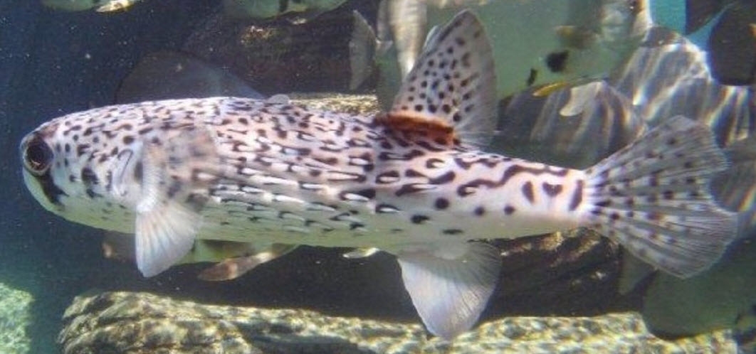 Diodon eydouxii_05.jpg